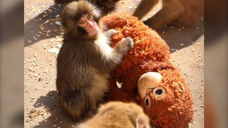 Japan's monkey sensation Punch gets thousands of birthday messages