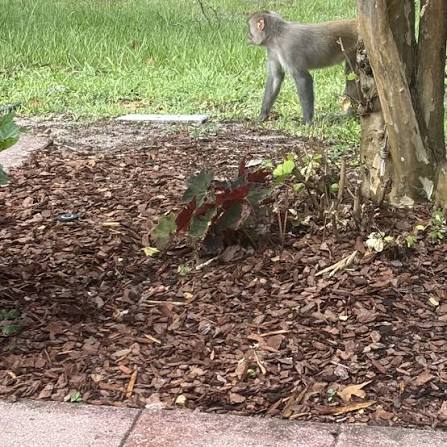 Monkey sightings on the rise in Mount Dora, prompting safety warnings