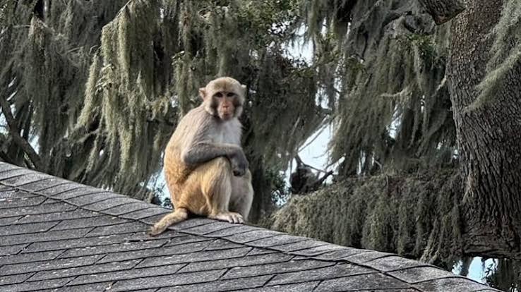 Monkey sightings on the rise in Mount Dora, prompting safety warnings