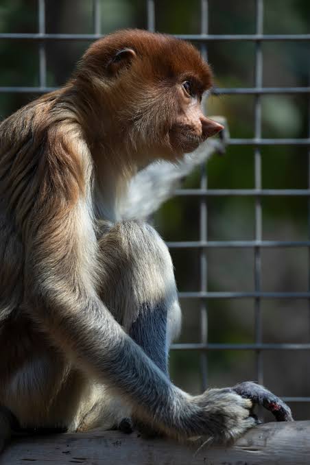 Proboscis monkey found in Thailand adds to evidence of cross-border illegal trade