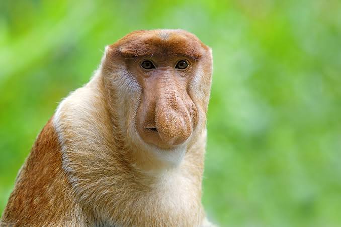 Proboscis monkey found in Thailand adds to evidence of cross-border illegal trade