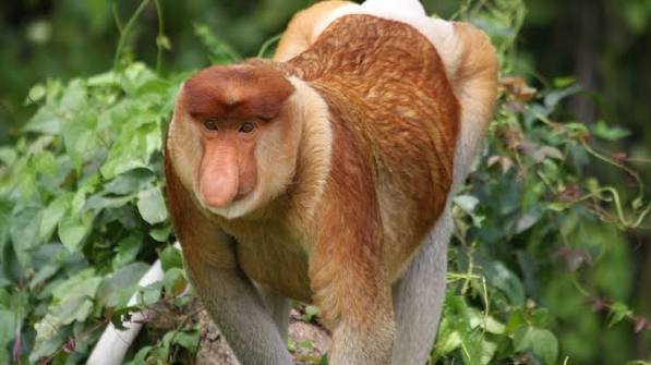 Proboscis monkey found in Thailand adds to evidence of cross-border illegal trade