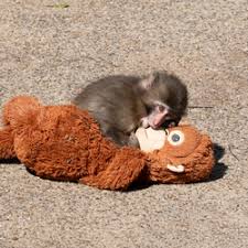 A baby monkey in Japan, called Punch, who made headlines after images of him sleeping with a stuffed toy orangutan went viral, is showing signs of integrating with his fellow primates.