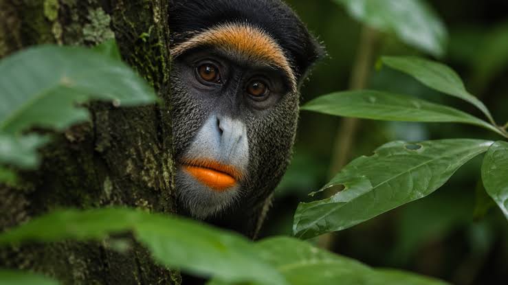 The monkey, known locally as "Likweli", has distinctive pinkish-orange lips
