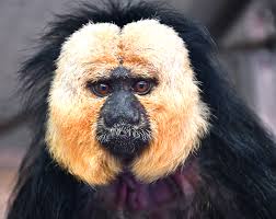 Akron Zoo to introduce multiple new species