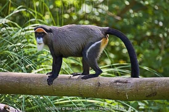 New monkey species with orange lips found 'hiding' in DR Congo forest