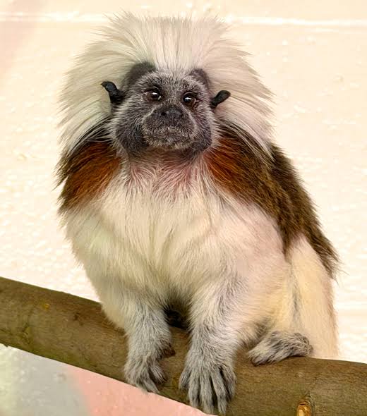 Akron Zoo to introduce multiple new species