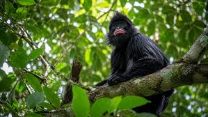 New monkey species with orange lips found 'hiding' in DR Congo forest