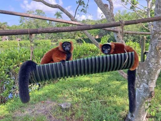 Akron Zoo to introduce multiple new species