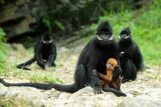New monkey species with orange lips found 'hiding' in DR Congo forest