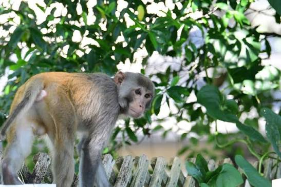 Monkey sightings on the rise in Mount Dora, prompting safety warnings