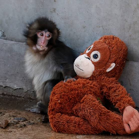 A baby monkey in Japan, called Punch, who made headlines after images of him sleeping with a stuffed toy orangutan went viral, is showing signs of integrating with his fellow primates.